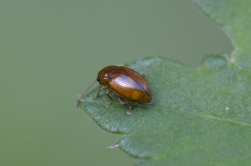 Neocrepidodera sp.